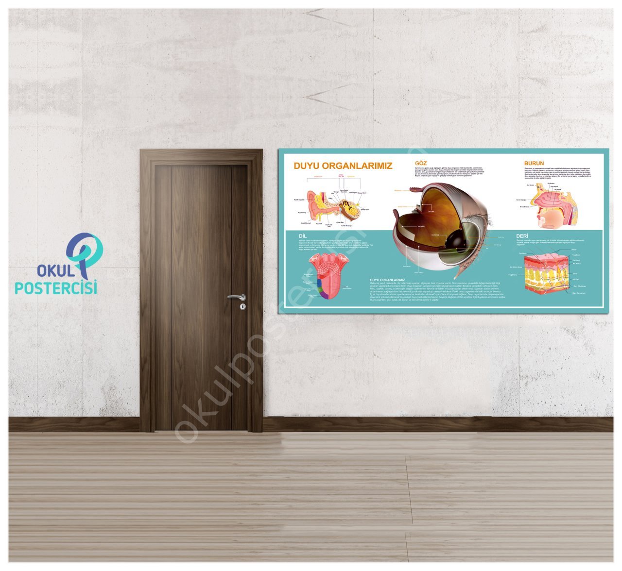 Duyu Organlaımız Posteri