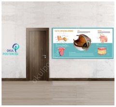 Duyu Organlaımız Posteri