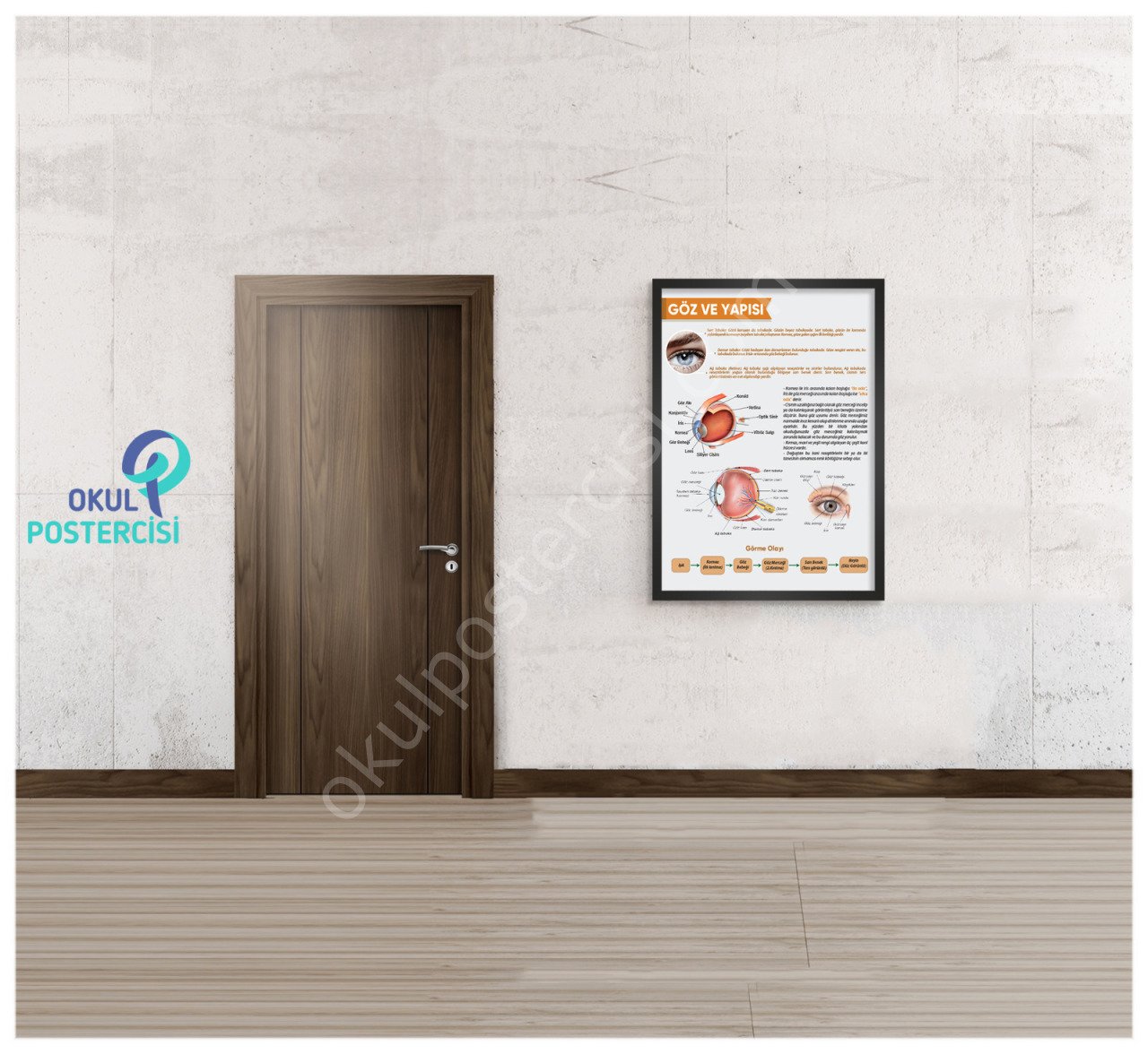 Göz ve Yapısı Posteri